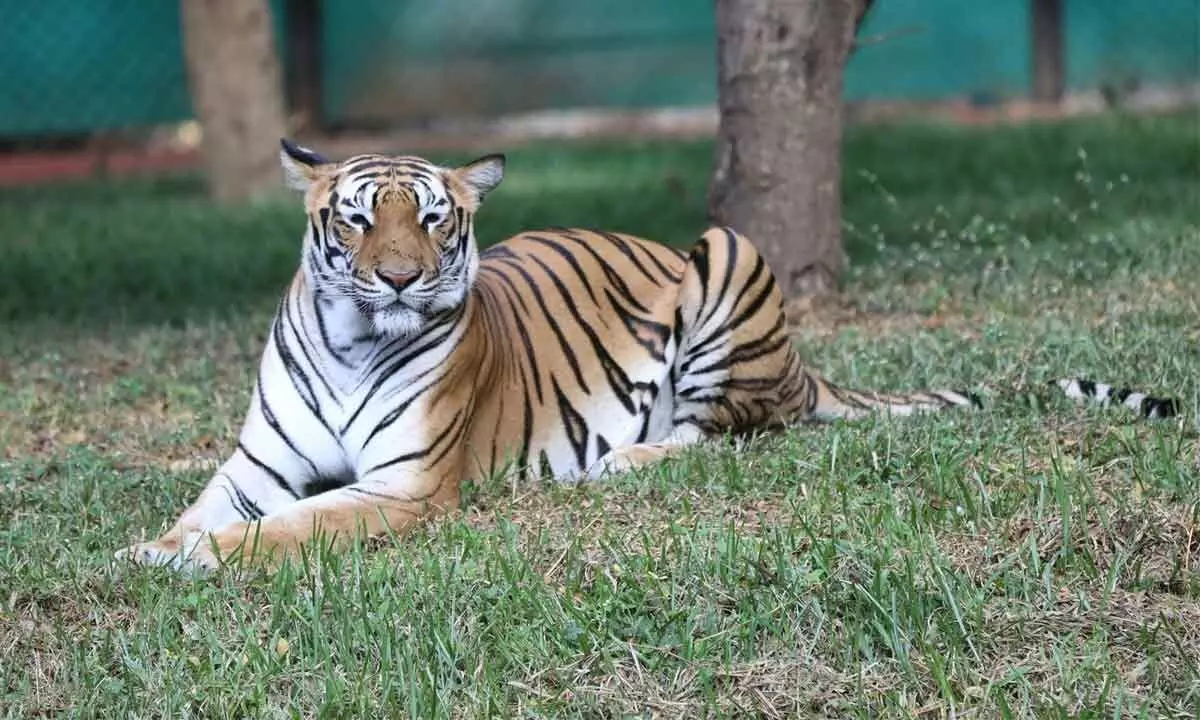 Orchids students adopt Bengal tiger