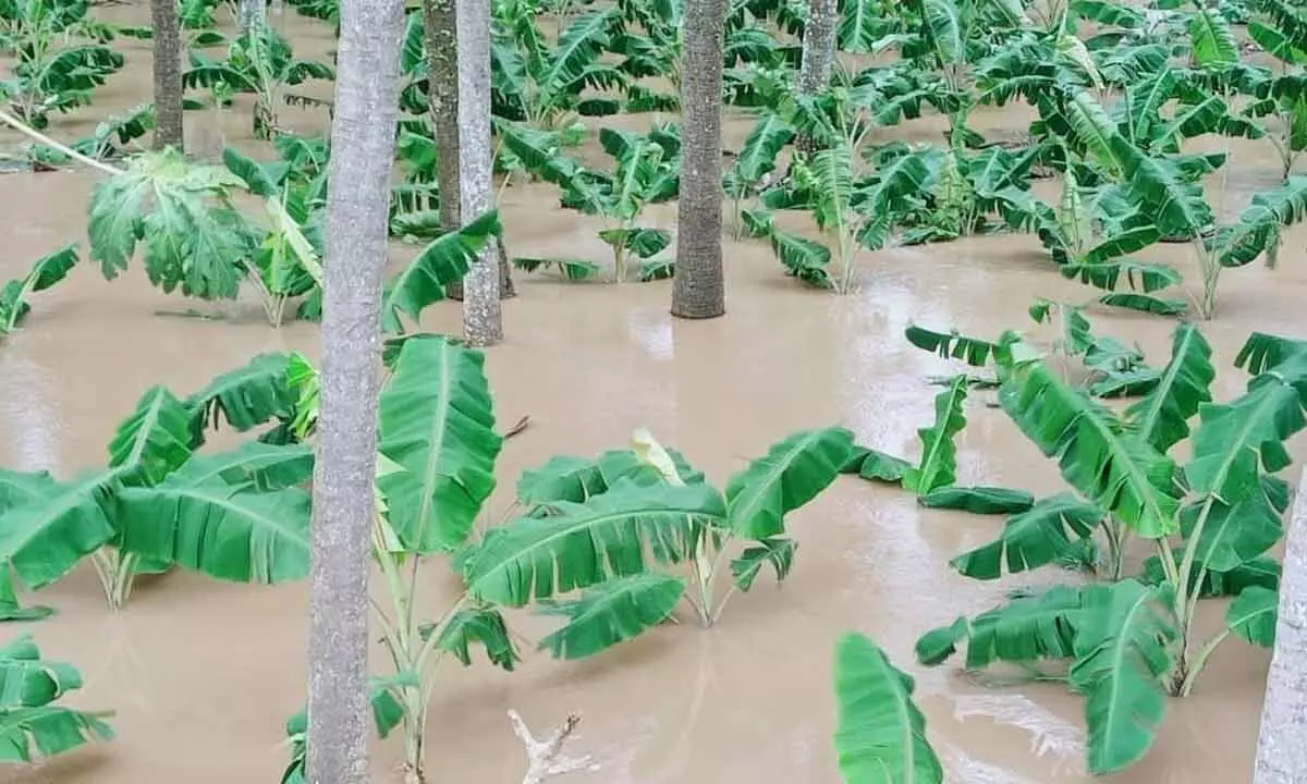 Banana plantation submerged in flood water in Kotipalli village of Konaseema district