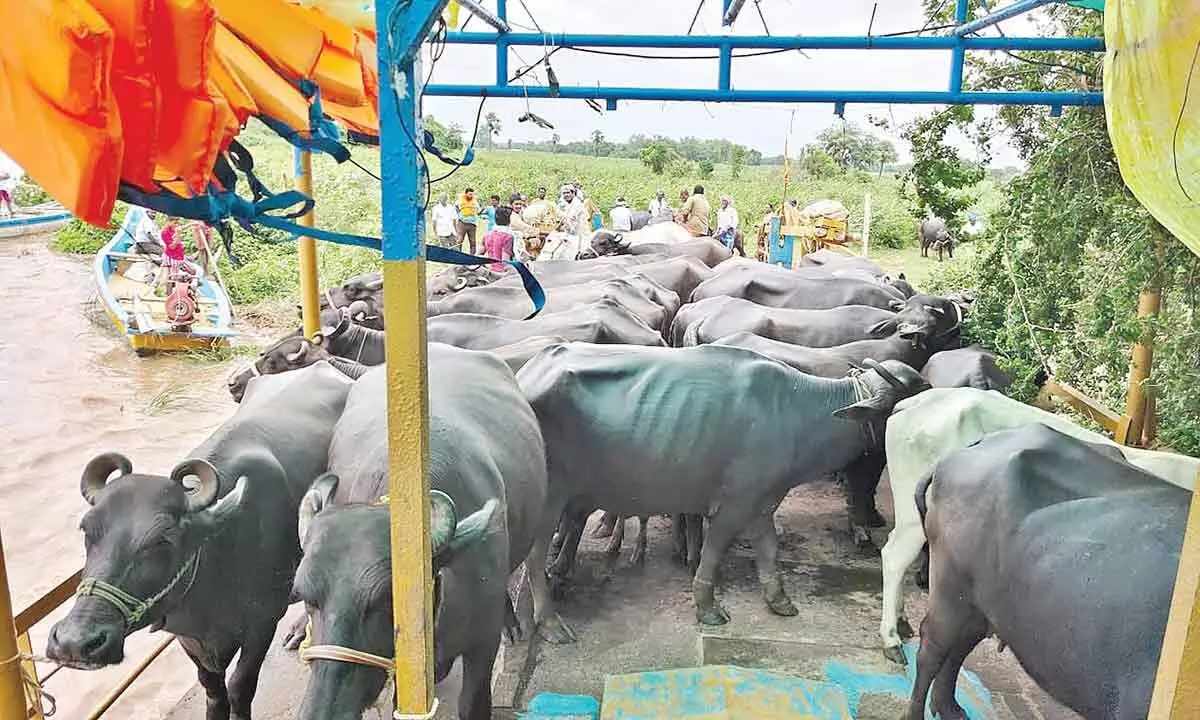 Cattle being shifted on a punt from flood affected Lanka villages to safer places in Konaseema district