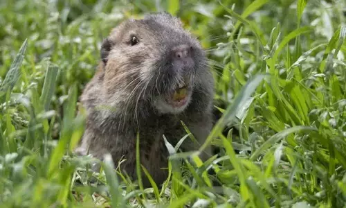 Scientists Discovered First Instance Of Another Mammal Farming