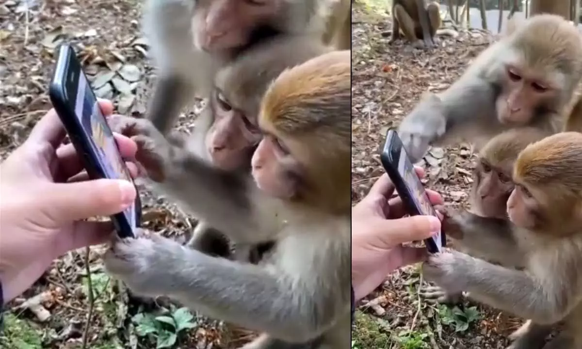 Watch The Trending Video Of Monkey Scrolling Into The Smartphones