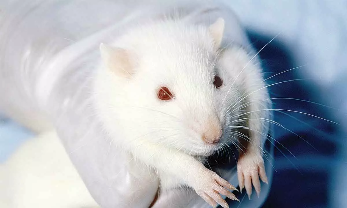 PETAs grant a boost to animal-free methods for toxicology testing