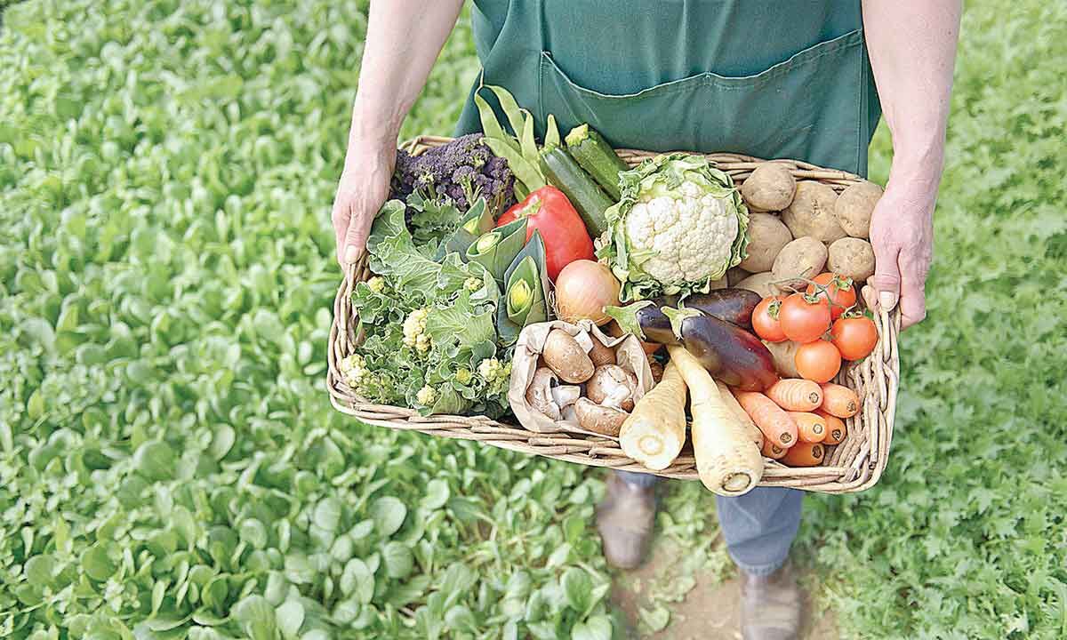 On a quest for chemicalfree veggies?