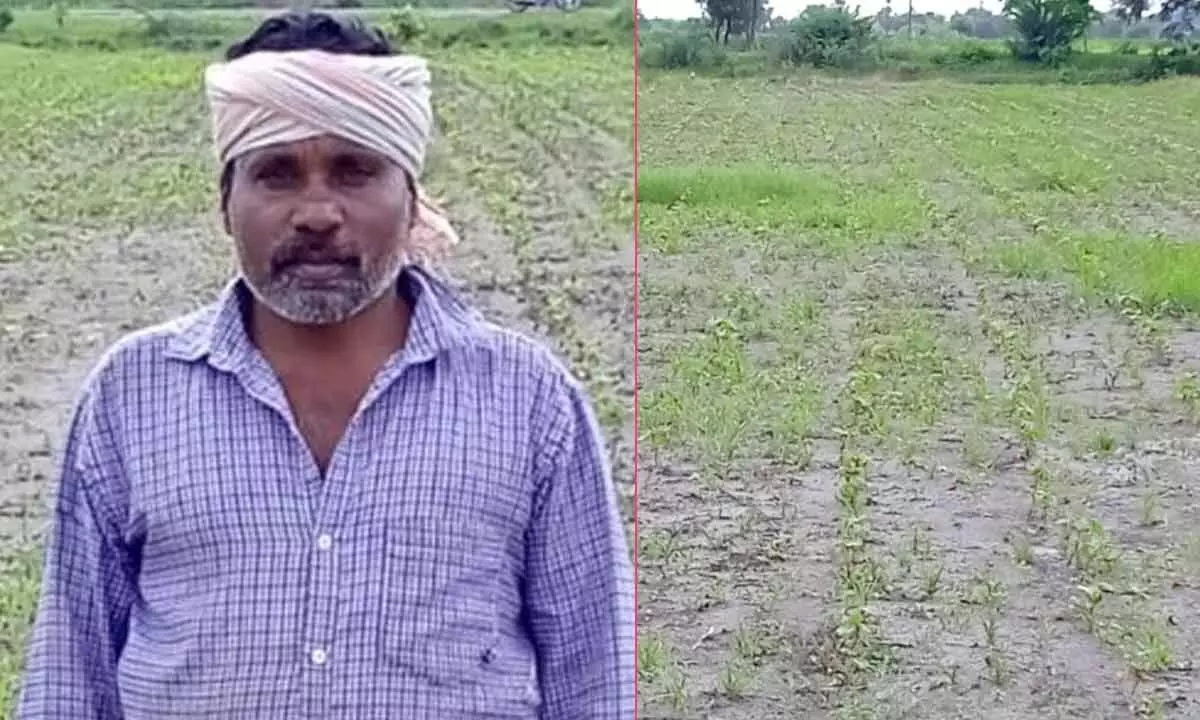 Pothireddy Sudarshan, a farmer from Vallabhipur, Huzurabad region and A damaged paddy field in Karimnagar district