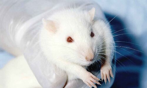 PETA's grant a boost to animal-free methods for toxicology testing