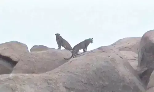 Villagers under grip of fear as 2 leopards spotted on hillocks