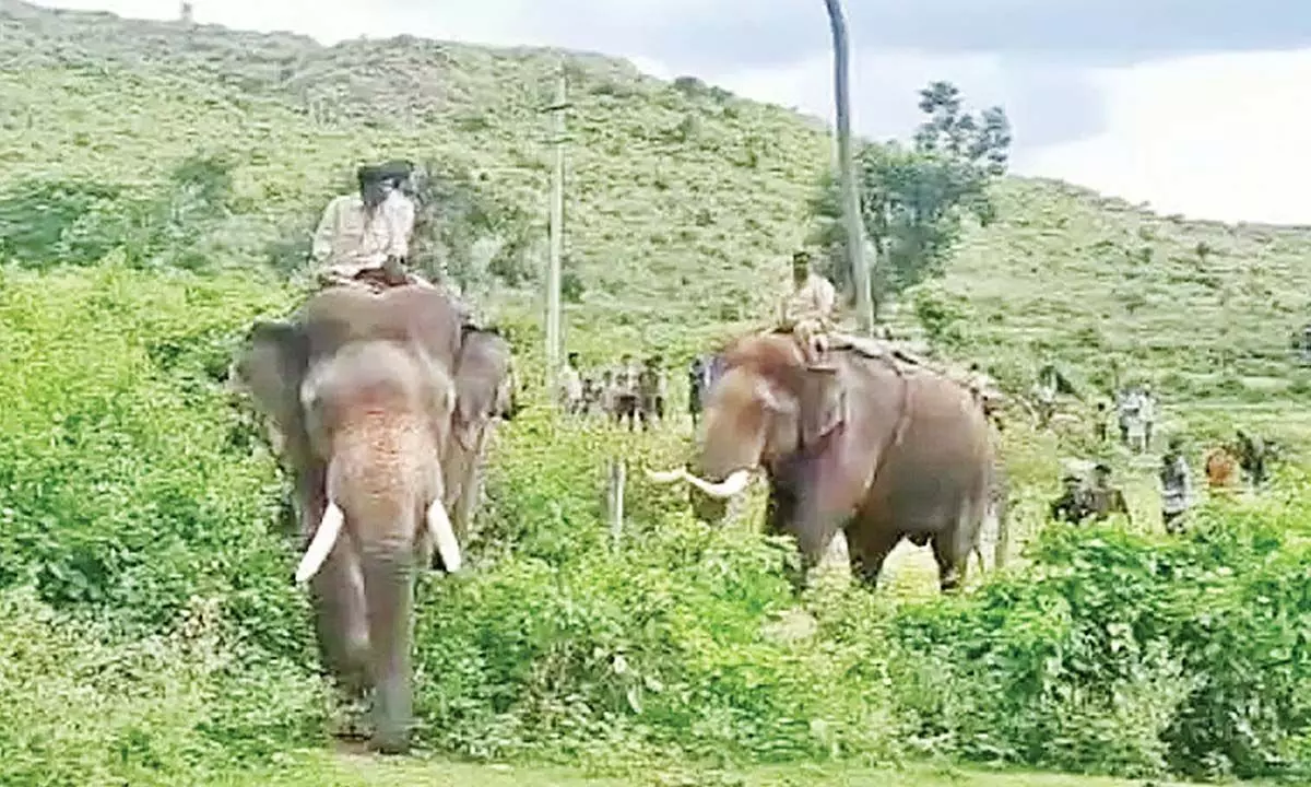 Forest officers radio collaring rogue elephants