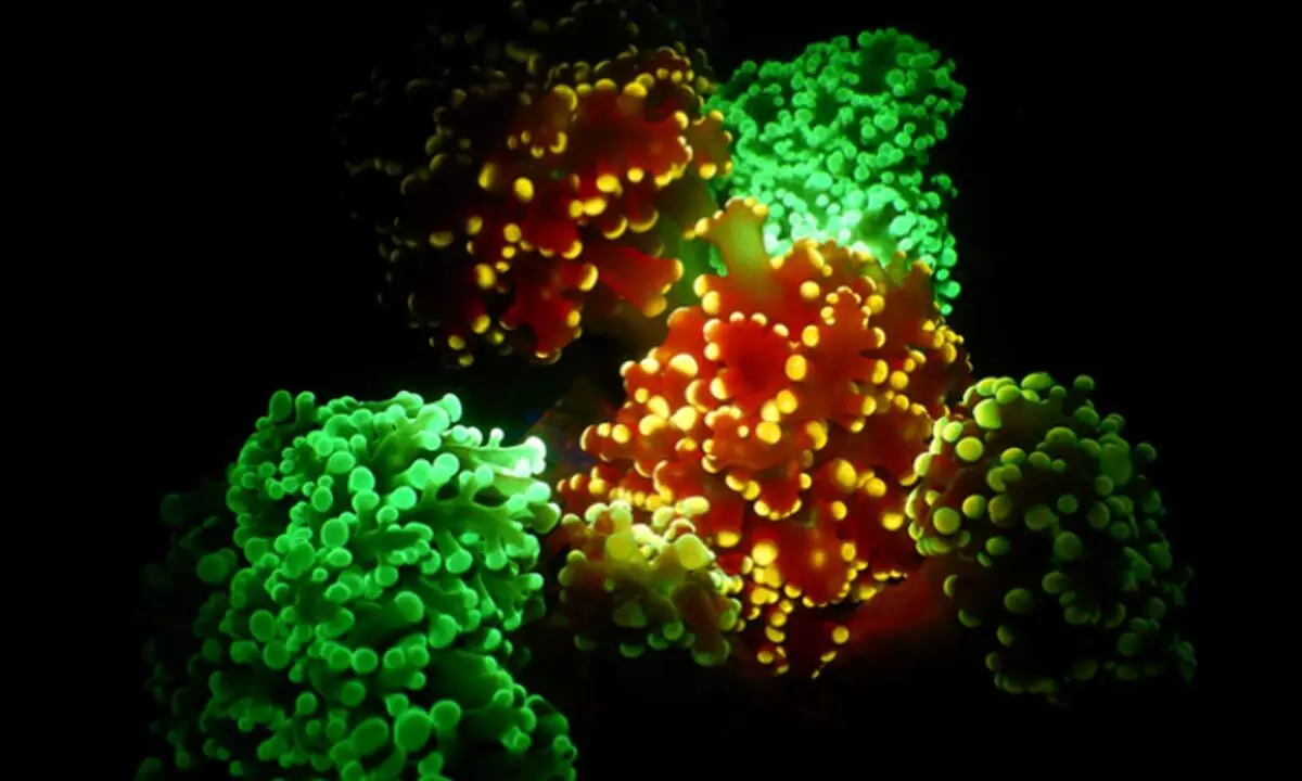 Corals fluorescing green and yellow