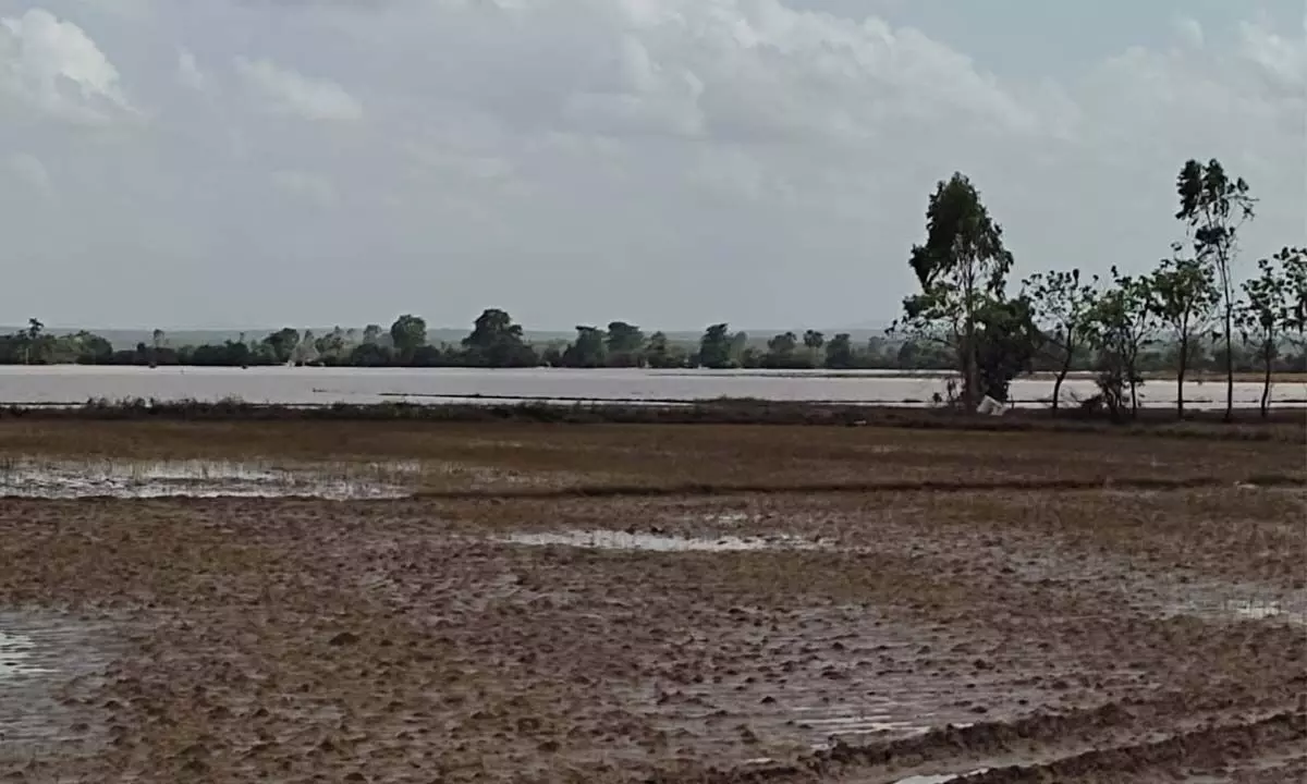 The damaged cotton field at Burgumphad in Kothagudem district