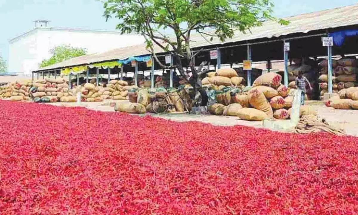 Red chilli stocks at Guntur Mirchi Yard (File photo)
