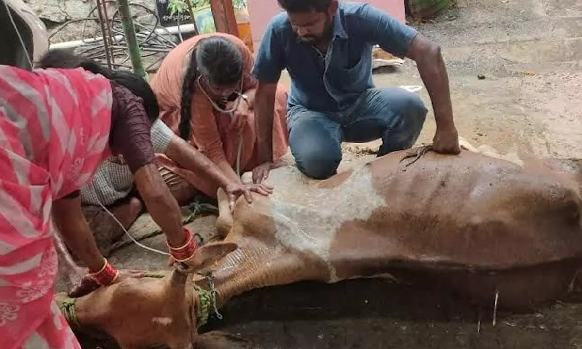 Veterinary doctor and paramedical staff attending to an injured cow by visiting the spot through a MAVC in Visakhapatnam