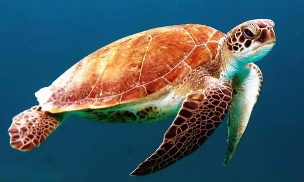 Olive-Ridley turtle