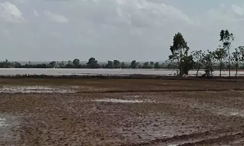 The damaged cotton field at Burgumphad in Kothagudem district