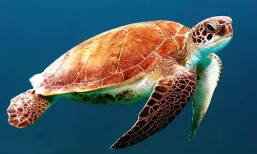 Olive-Ridley turtle