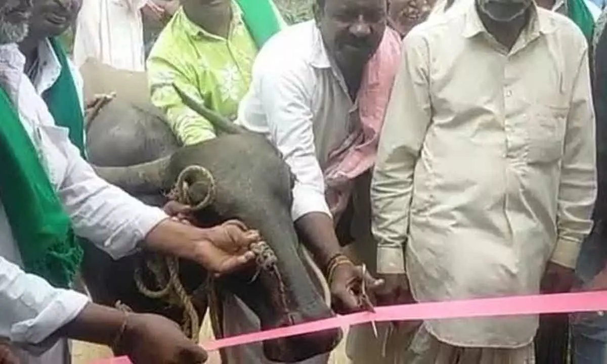 Villagers In Karnataka Use A Buffalo To Open Bus Shelter