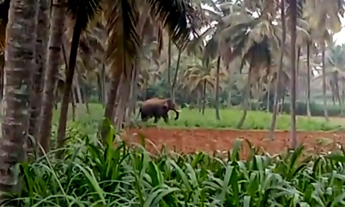 Elephant menace haunts Karnataka dist, people slam forest officials