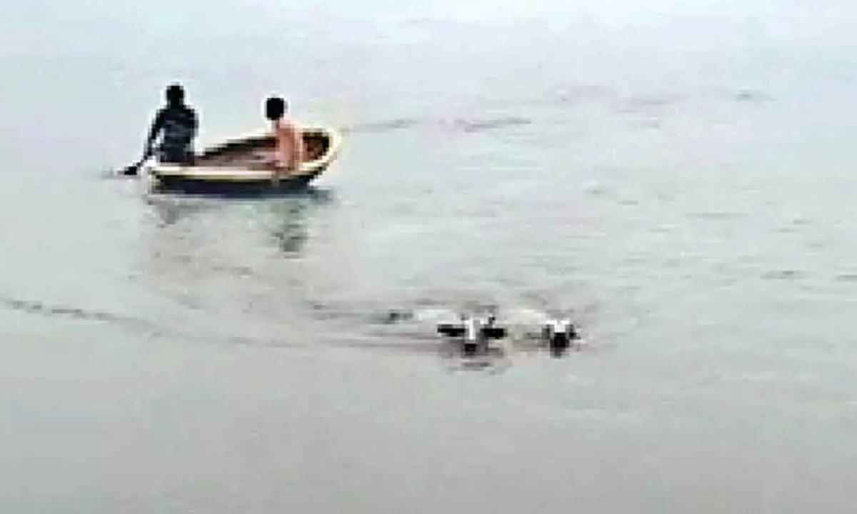 Fishermen driving the cattle that jumped into Velugodu reservoir to the shore on Friday