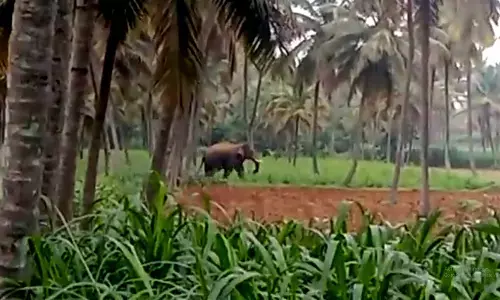 Elephant menace haunts Karnataka dist, people slam forest officials