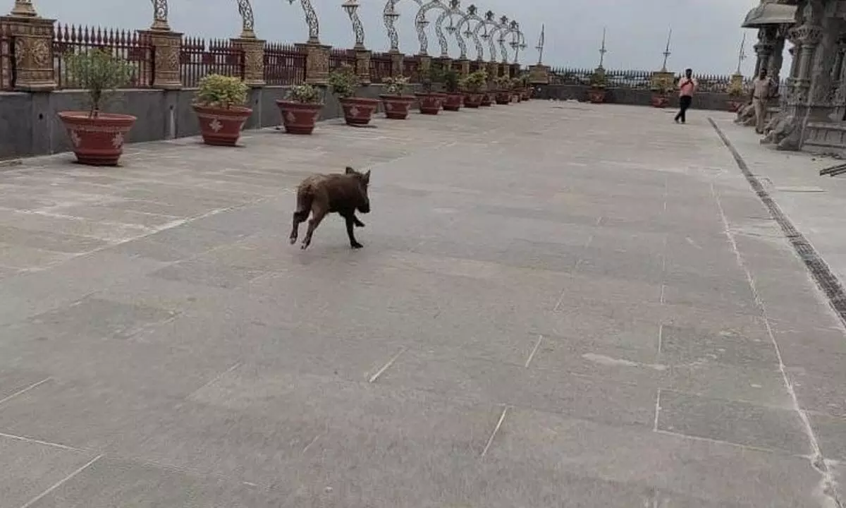 The wild boar went berserk at Yadadri hillock