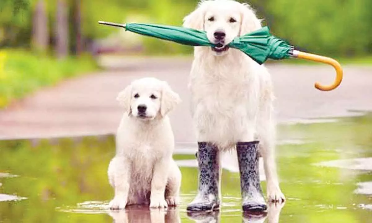 Keep your dogs monsoon-ready