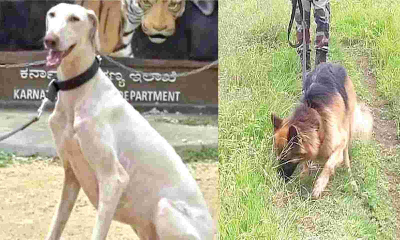 Forest officials to replace Mudhol breed with German Shepherd