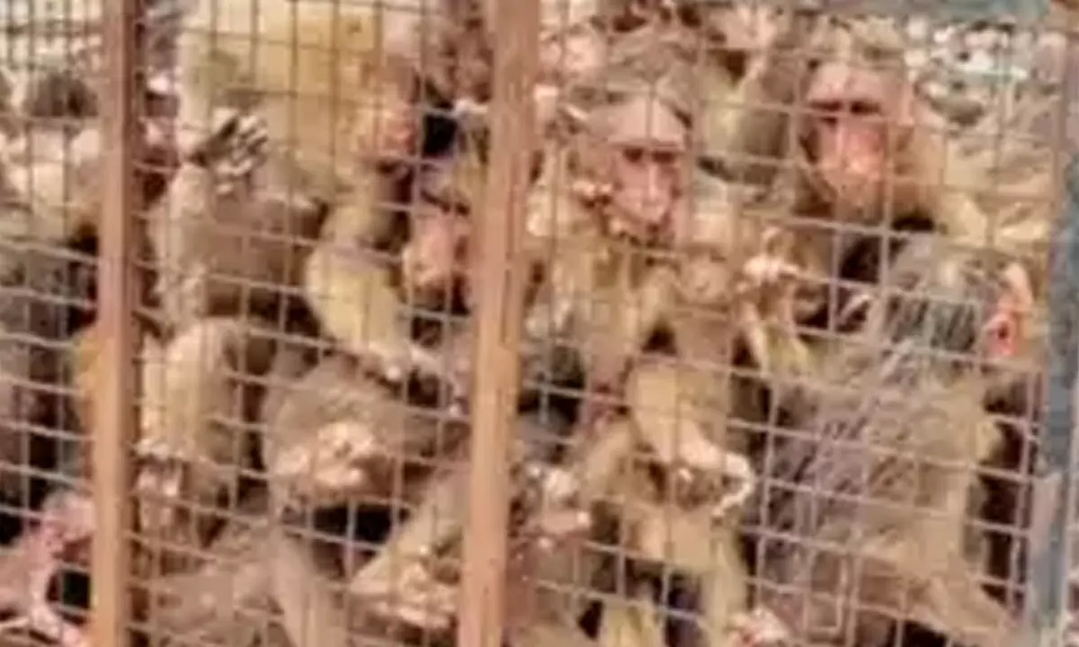 The simians cramped inside an iron cage