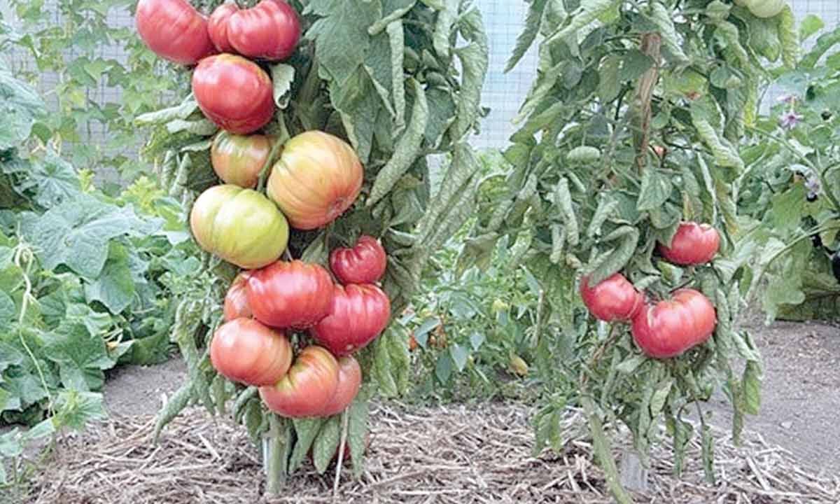 Hyderabad Awareness camp held on 'Grafted vegetable plants'