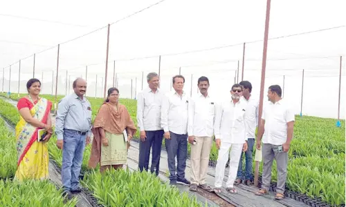 KDCC Bank to give fillip to oil palm cultivation