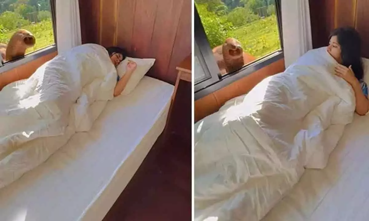 Watch The Trending Video Of A Woman Getting Woken Up By Elephant In Hotel