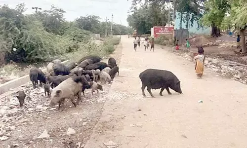 Pigs seen freely roaming at Peddakadabur village