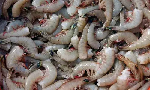 MPEDA chief lauds AP’s proactive steps in promoting aqua sector