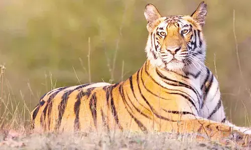 International Tiger Day