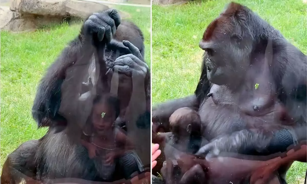 Watch The Trending Video Of Gorilla Showing Off Baby To Visitors At Zoo