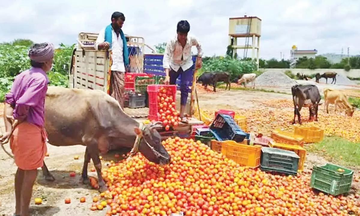Farmers throw tomatoes on road as price takes nosedive
