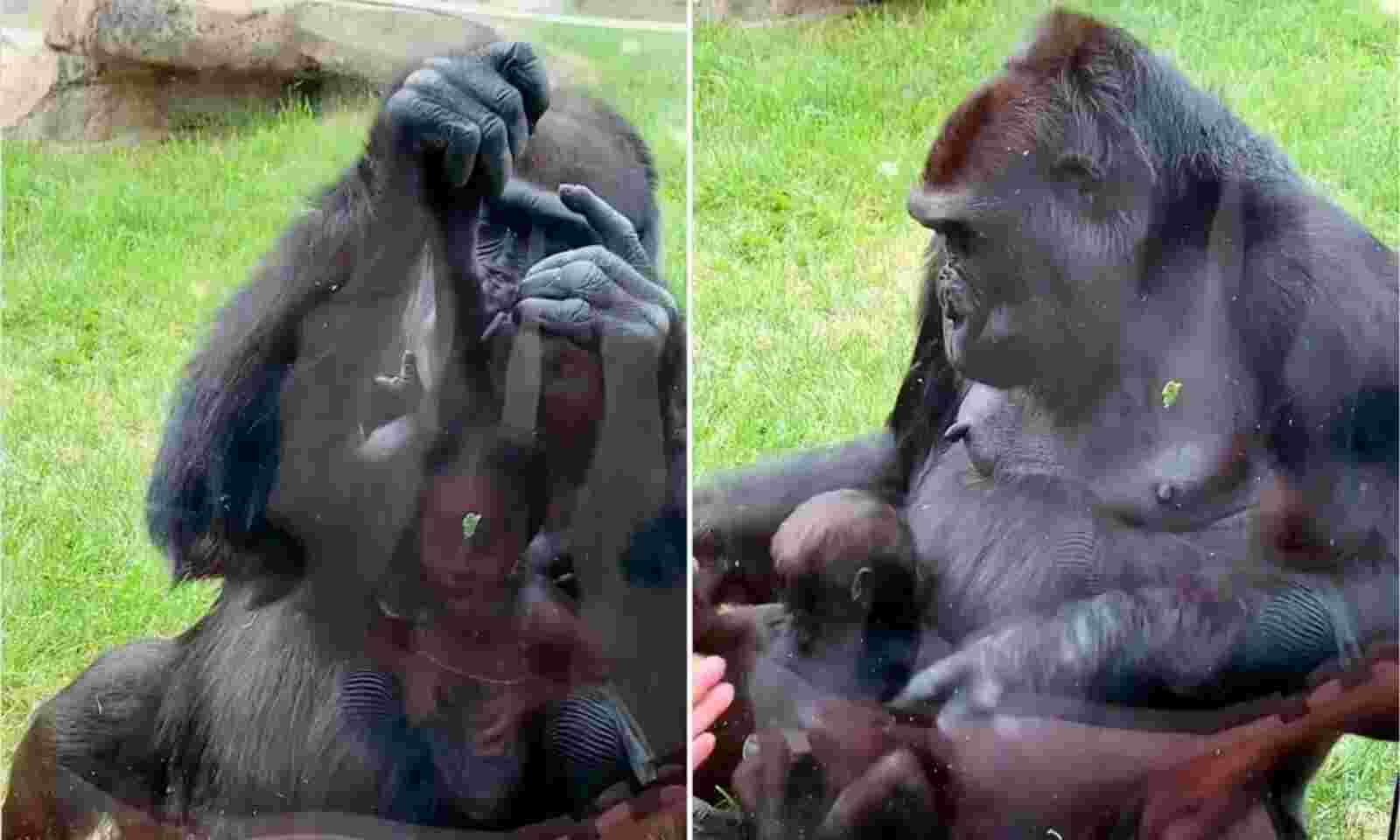 Baby gorilla shows off his bouffant hair-do in Virunga National