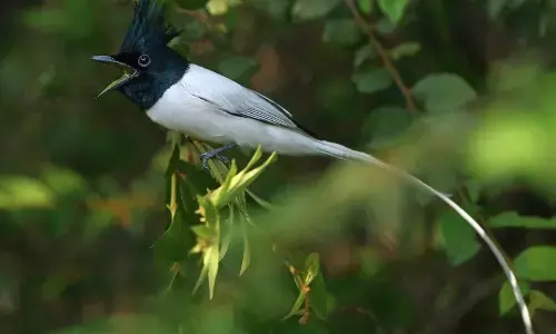 Like to Have Birds to Visit your Backward, Add Rare Plants to Your Garden