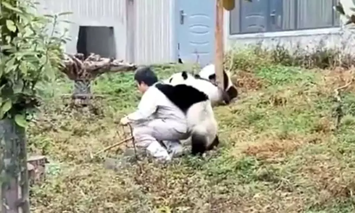 Watch The Trending Video Showing The Life Of A Panda Caretaker