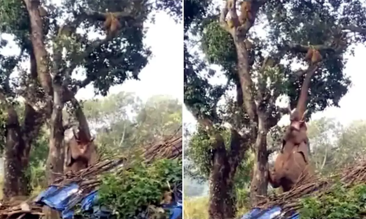Watch The Trending Video Of Hungry Elephant Plucking Jackfruits From Tree