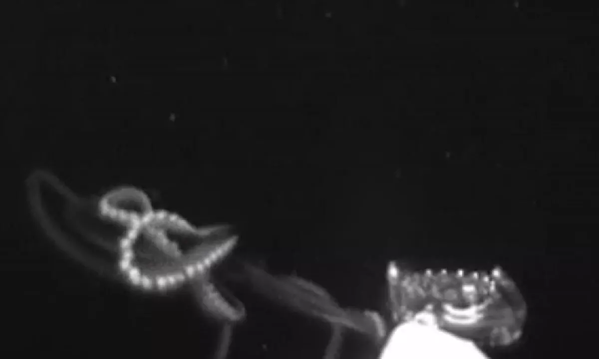 Video Demonstrates How Giant Squid Hunt Prey in the Oceans Depths