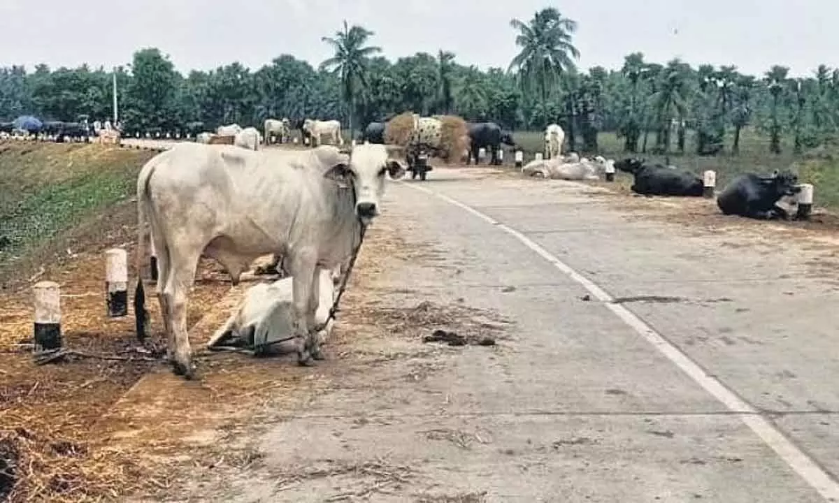 Farmers tethered cattle by the road as floodwaters entered their village. (Photo| EPS)