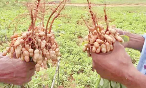 Photo for representational purpose only