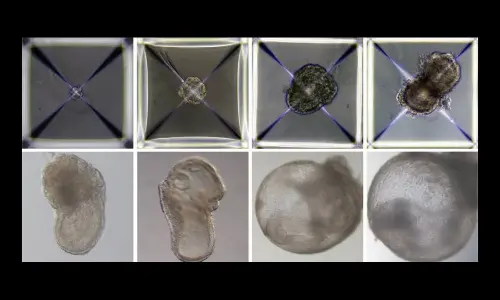 Scientists Develop The First Synthetic Embyros Using Mice Stem Cells