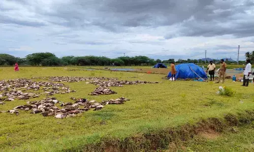 Around 3,000 ducks which died after drinking polluted water in a village tank at Ravulapadu village in Pellakuru mandal on Friday
