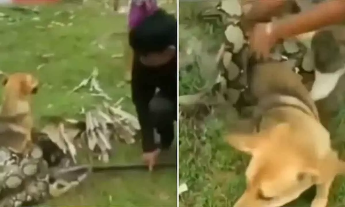 3 boys fight off python to save their pet dog in viral video.