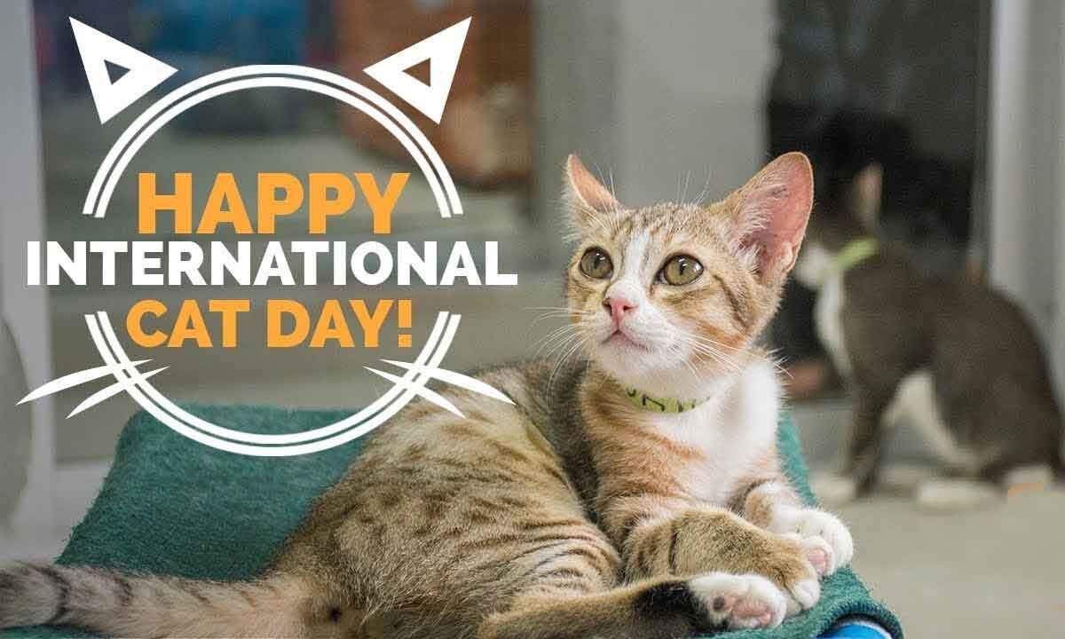 International Cat Day 2024 Date Eleen Harriot