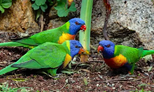 Climate change will impact bird species