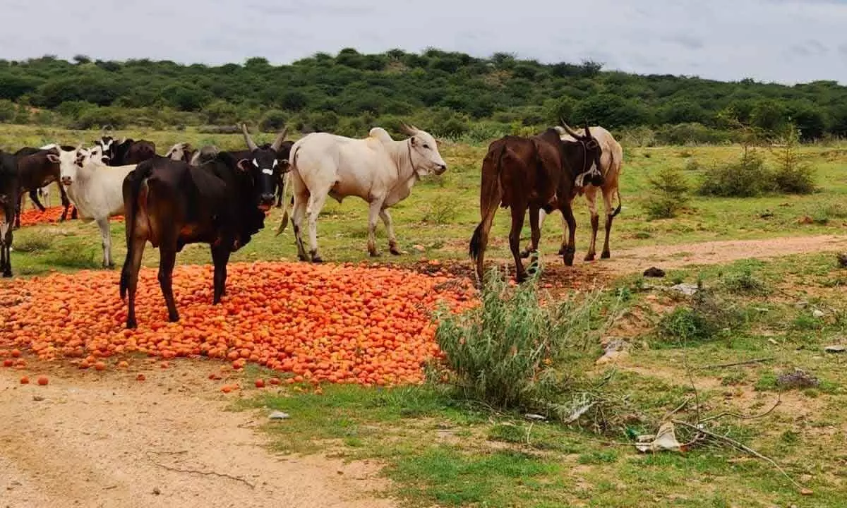 Farmers dump tomatoes after prices crash in rural Kalyandurgam mandal in Anantapur district.