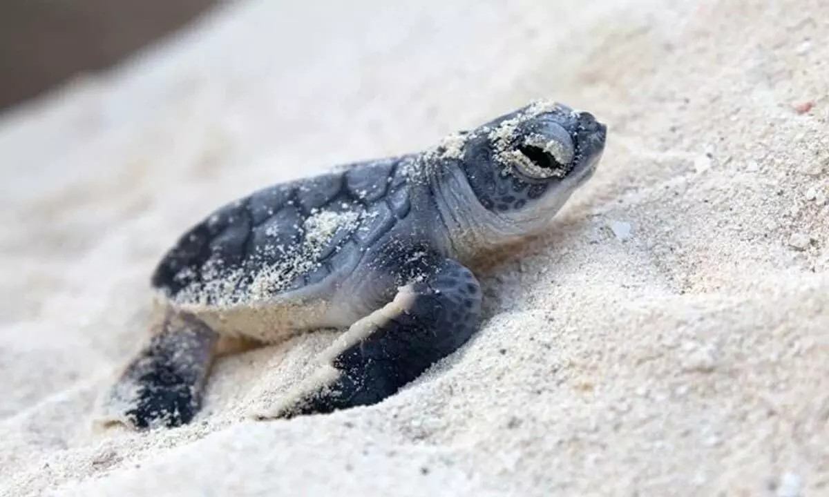 Florida Now Has Almost Exclusively Female Sea Turtles Hatched There