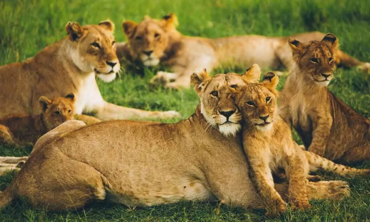The Gir Forest had around 400 lions in 2020, as per the state forest department estimate.