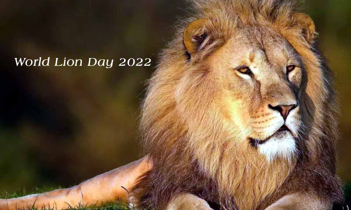 World Lion Day 2022: 7 Powerful Lion Quotes